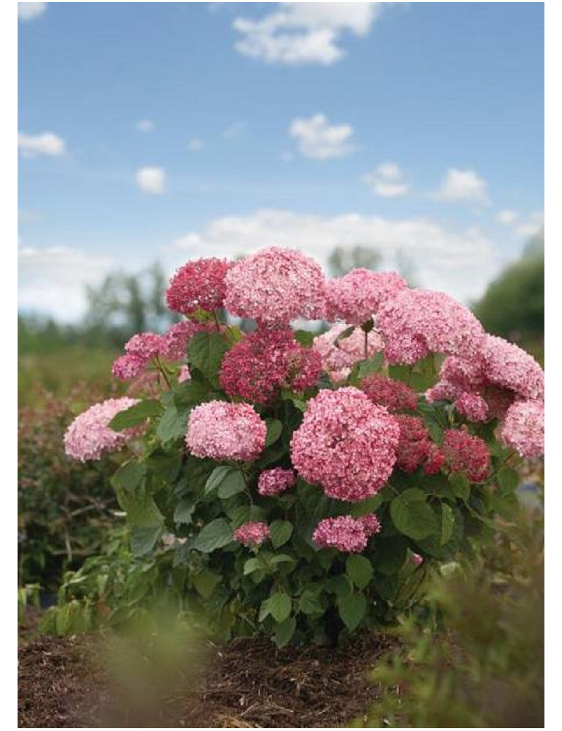 HYDRANGEA arborescens PINK ANNABELLE