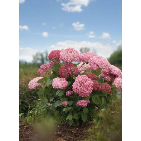 HYDRANGEA arborescens PINK ANNABELLE