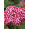 HYDRANGEA arborescens PINK ANNABELLE