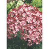 HYDRANGEA arborescens RUBY ANNABELLE