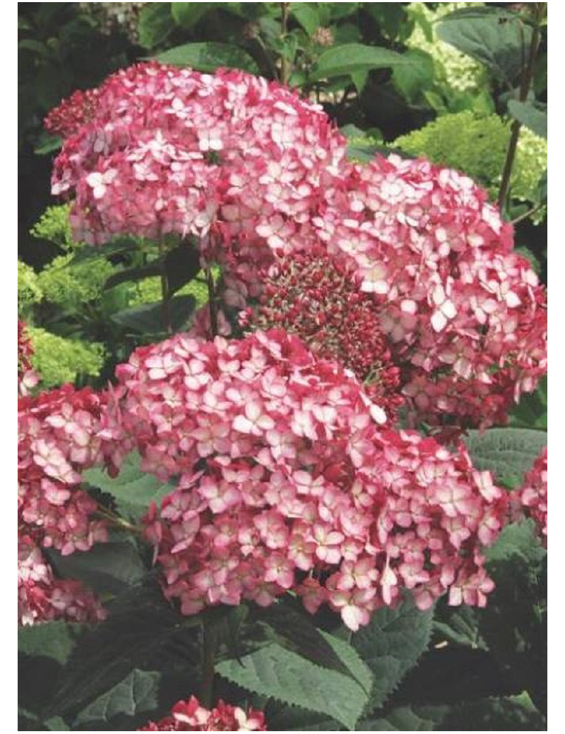 HYDRANGEA arborescens RUBY ANNABELLE