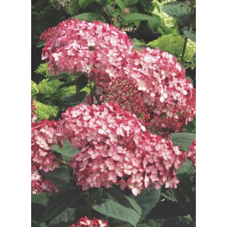 HYDRANGEA arborescens RUBY ANNABELLE