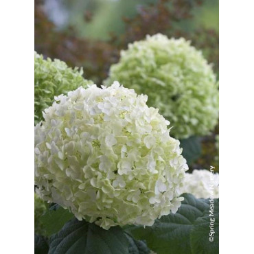 HYDRANGEA arborescens STRONG ANNABELLE