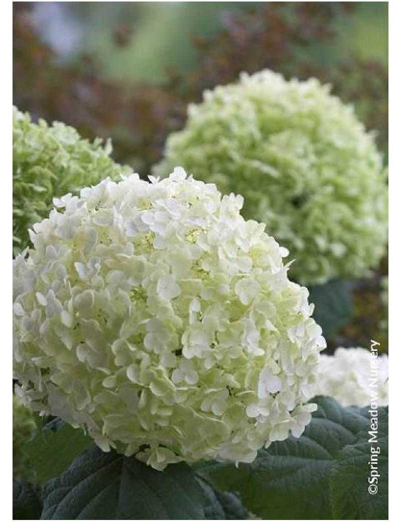 HYDRANGEA arborescens STRONG ANNABELLE