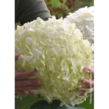 HYDRANGEA arborescens STRONG ANNABELLE