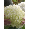 HYDRANGEA arborescens STRONG ANNABELLE