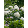 HYDRANGEA arborescens STRONG ANNABELLE