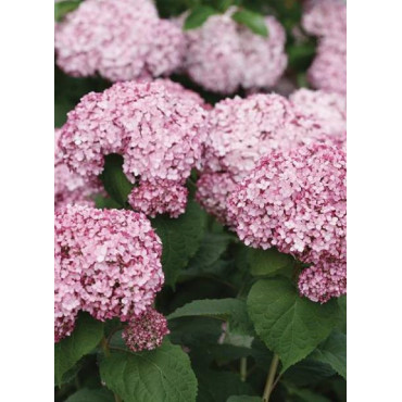 HYDRANGEA arborescens SWEET ANNABELLE