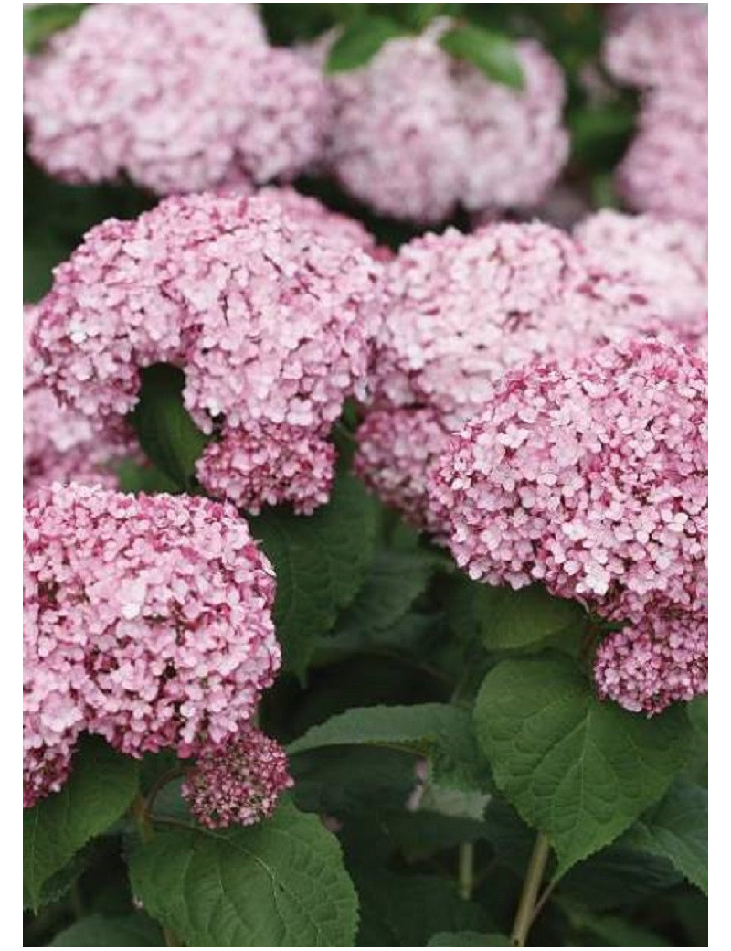 HYDRANGEA arborescens SWEET ANNABELLE