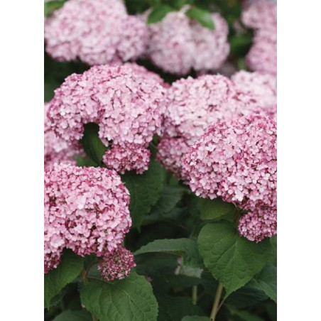 HYDRANGEA arborescens SWEET ANNABELLE