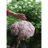 HYDRANGEA arborescens SWEET ANNABELLE