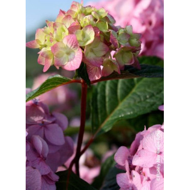 HYDRANGEA ENDLESS SUMMER BLOOMSTAR