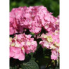 HYDRANGEA ENDLESS SUMMER BLOOMSTAR