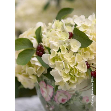 HYDRANGEA ENDLESS SUMMER BUSHING BRIDE