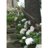 HYDRANGEA ENDLESS SUMMER BUSHING BRIDE