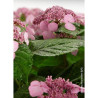 HYDRANGEA ENDLESS SUMMER TWIST-N-SHOUT ROSE