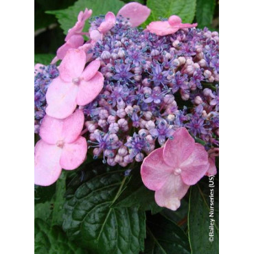 HYDRANGEA ENDLESS SUMMER TWIST-N-SHOUT ROSE