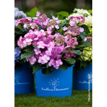 HYDRANGEA ENDLESS SUMMER TWIST-N-SHOUT ROSE