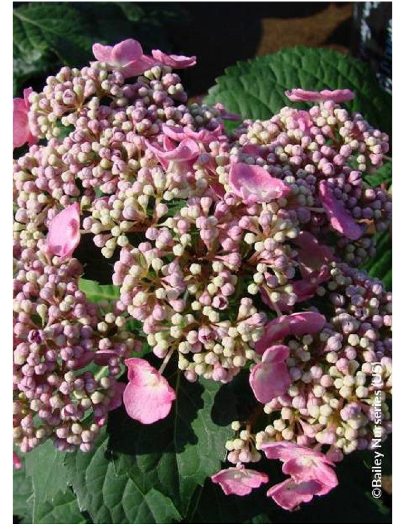 HYDRANGEA ENDLESS SUMMER TWIST-N-SHOUT ROSE