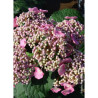 HYDRANGEA ENDLESS SUMMER TWIST-N-SHOUT ROSE