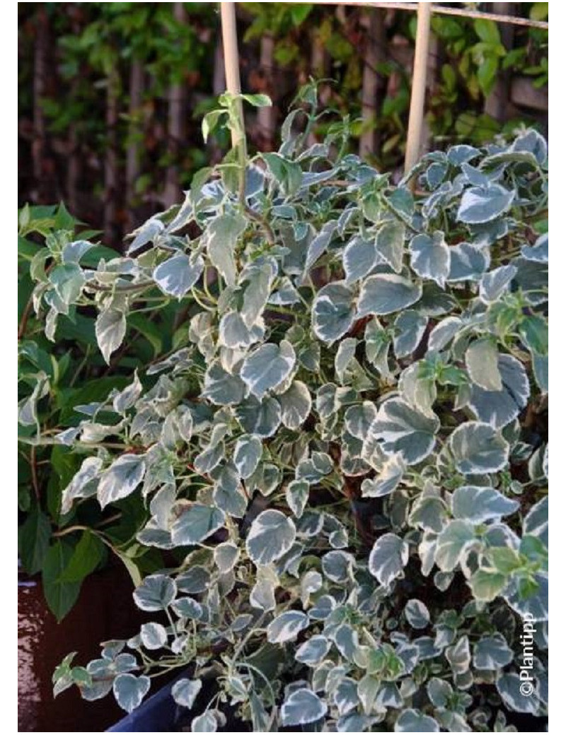 HYDRANGEA petiolaris SILVER LINING