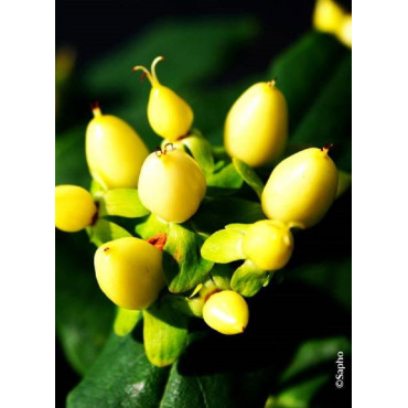 HYPERICUM inodorum MAGICAL SUNSHINE