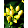 HYPERICUM inodorum MAGICAL SUNSHINE