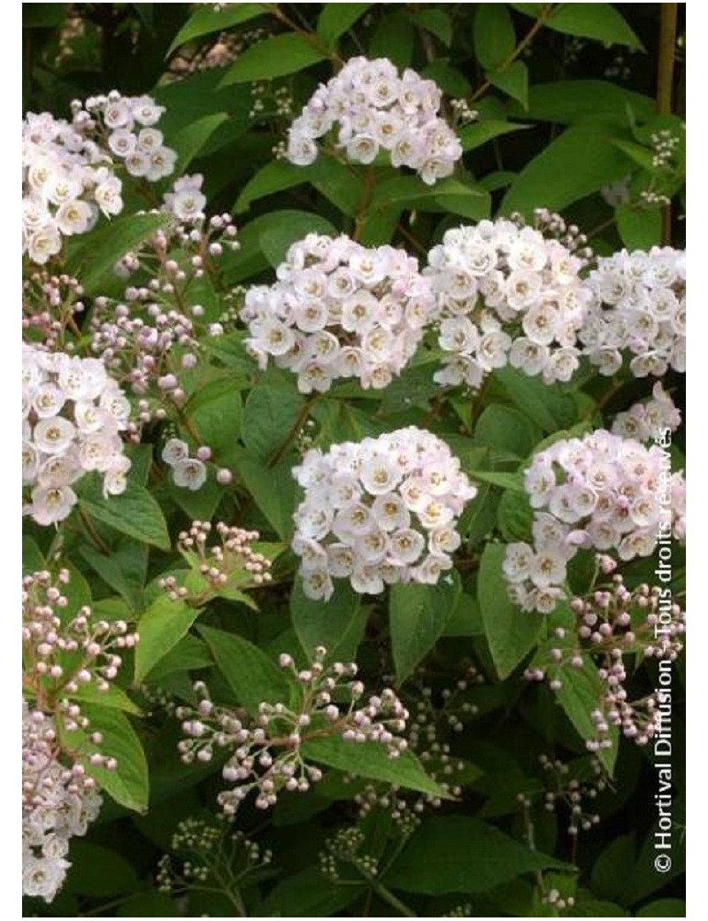 DEUTZIA compacta LAVENDER TIME