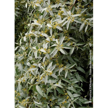 ELAEAGNUS commutata ZEMPIN