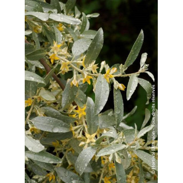 ELAEAGNUS commutata ZEMPIN