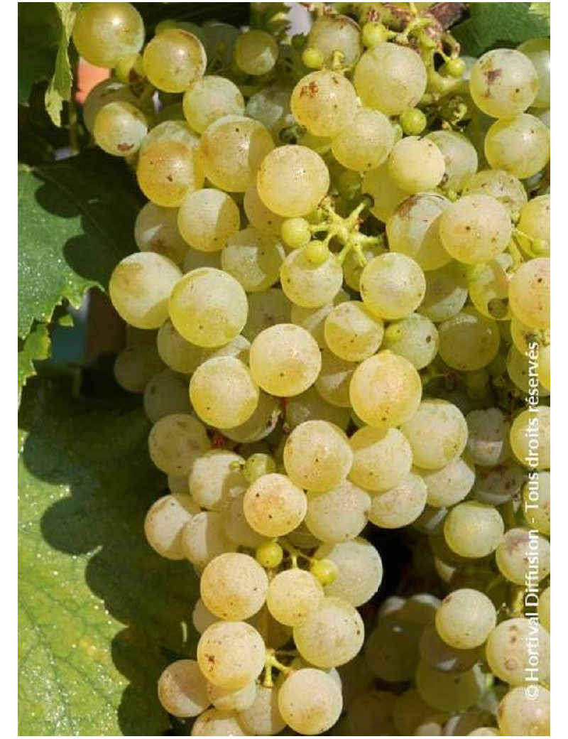 VIGNE DE TABLE CHASSELAS DE FONTAINEBLEAU