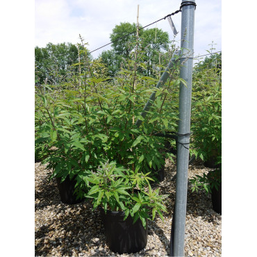 VITEX agnus-castus f.latifolia En pot de 35-50 litres