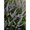 VITEX agnus-castus f.latifolia