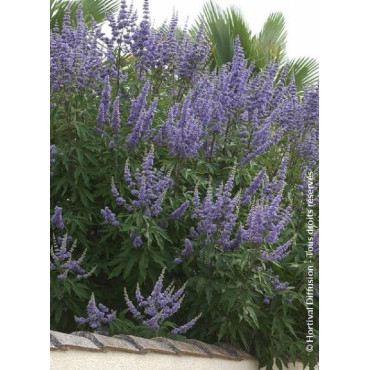 VITEX agnus-castus f.latifolia