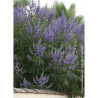 VITEX agnus-castus f.latifolia