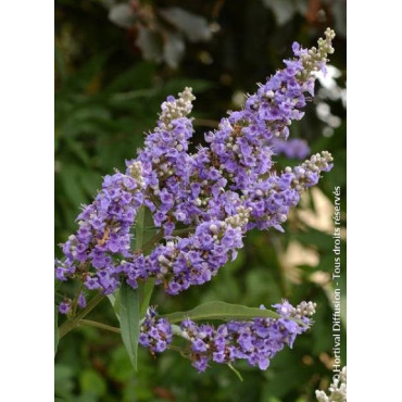 VITEX agnus-castus f.latifolia