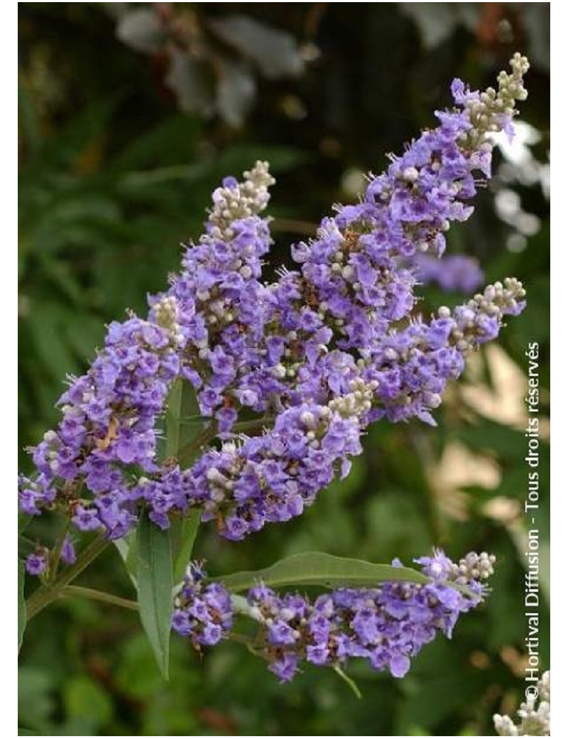 VITEX agnus-castus f.latifolia