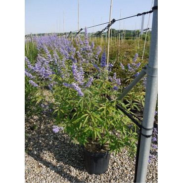 VITEX agnus-castus f.latifolia En pot de 15-20 litres