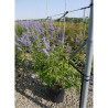 VITEX agnus-castus f.latifolia En pot de 15-20 litres