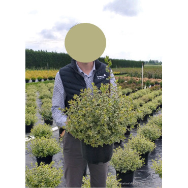 ABELIA SPARKLING SILVER En pot de 10-12 litres