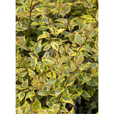 ABELIA SUNSHINE DAYDREAM