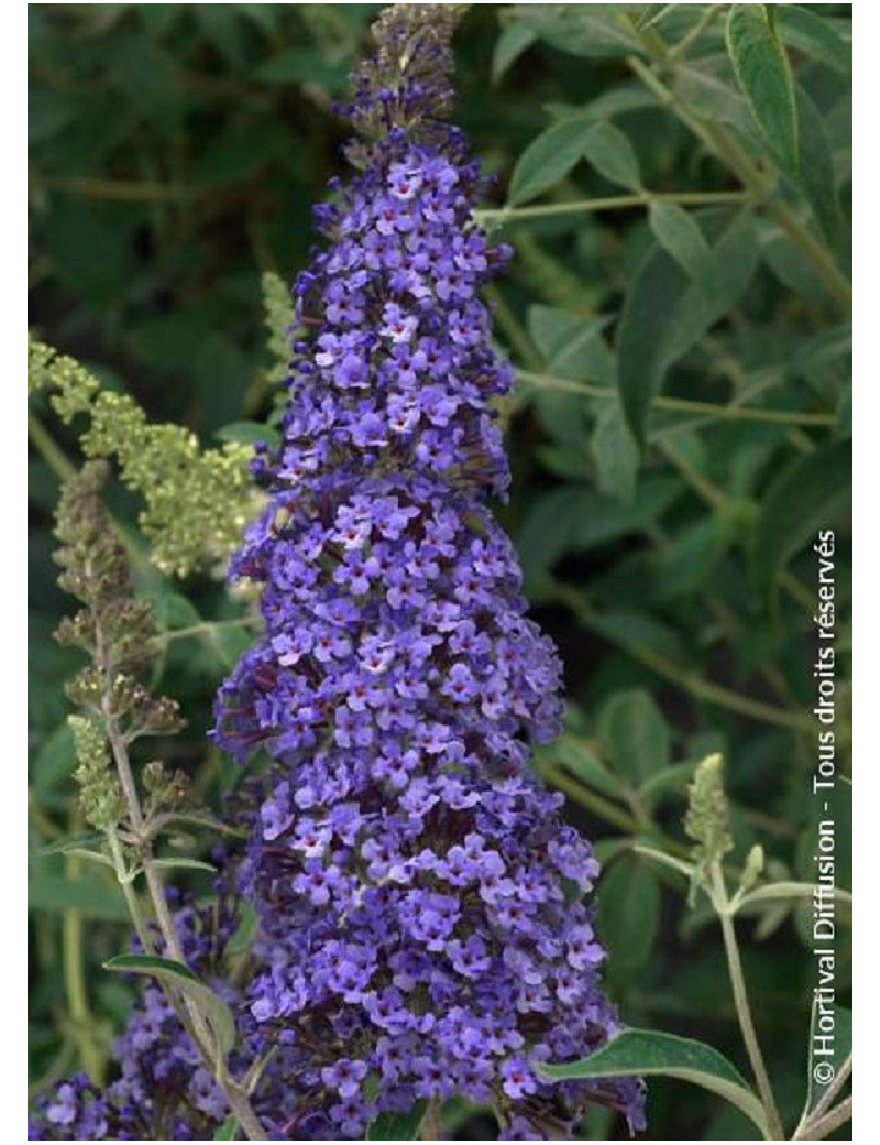 BUDDLEJA davidii RÊVE DE PAPILLON BLUE