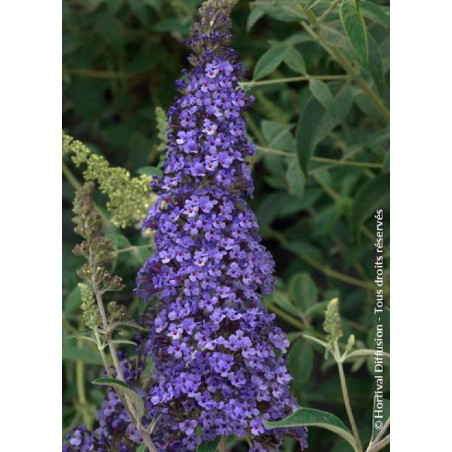 BUDDLEJA davidii RÊVE DE PAPILLON BLUE