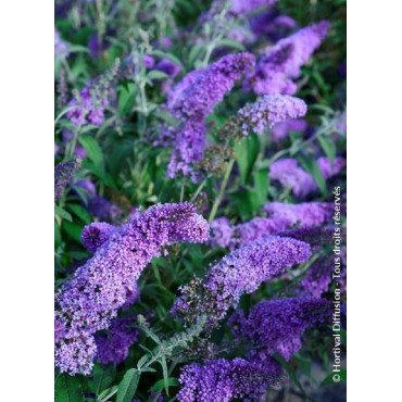 BUDDLEJA davidii RÊVE DE PAPILLON LAVENDER