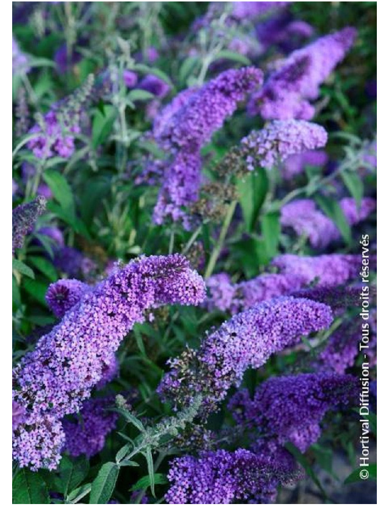 BUDDLEJA davidii RÊVE DE PAPILLON LAVENDER