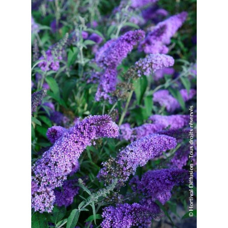 BUDDLEJA davidii RÊVE DE PAPILLON LAVENDER