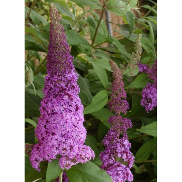 BUDDLEJA davidii RÊVE DE PAPILLON PINK