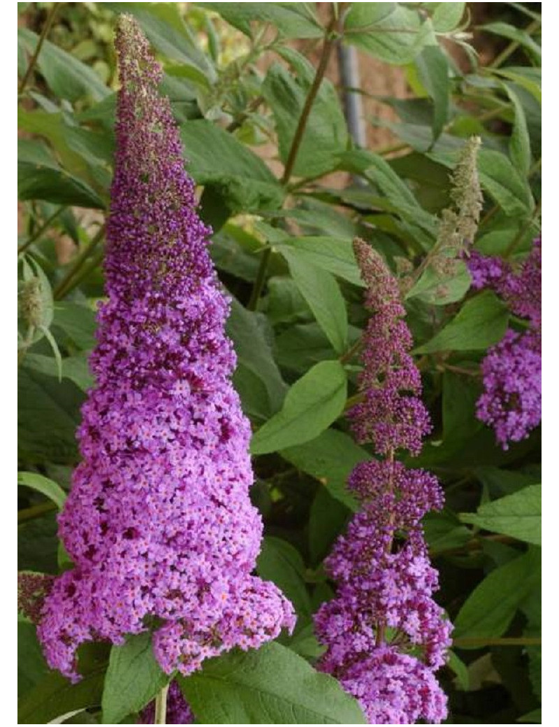 BUDDLEJA davidii RÊVE DE PAPILLON PINK