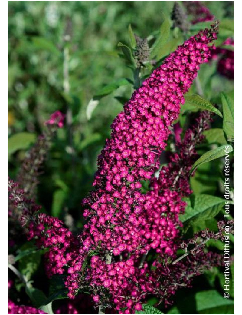 BUDDLEJA davidii RÊVE DE PAPILLON RED