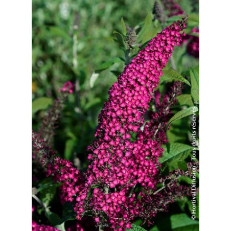 BUDDLEJA davidii RÊVE DE PAPILLON RED